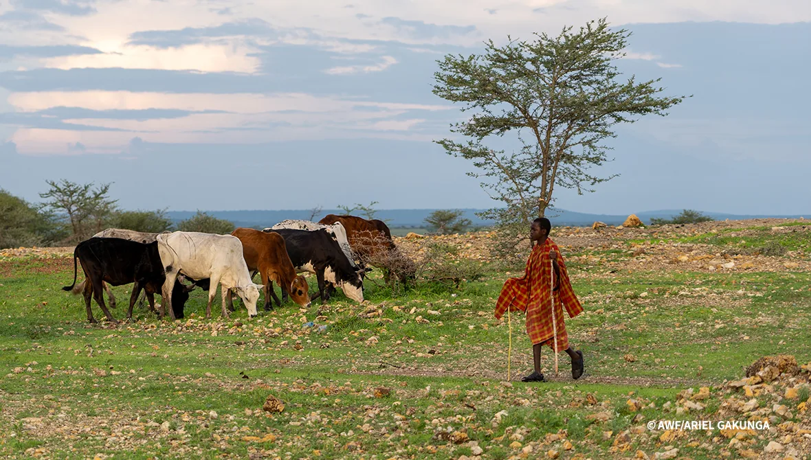 Pastoralist walking beside cattle in an open landscape.