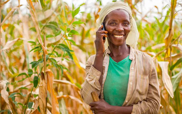 Farmer holding a smartphone in a maize field.