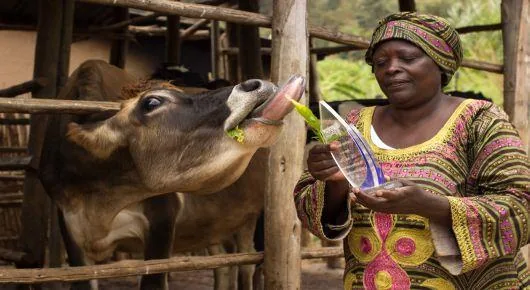 Farmer tending a cow in a livestock enclosure.