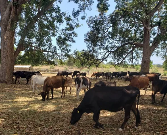Cattle herd grazing under shade trees.