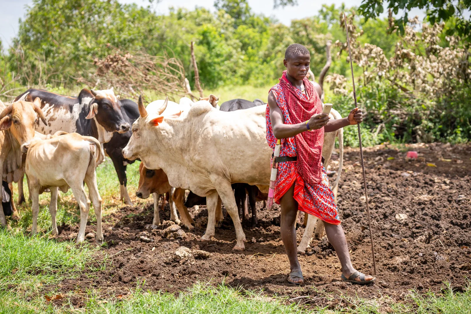 Herder guiding cattle through brushland.