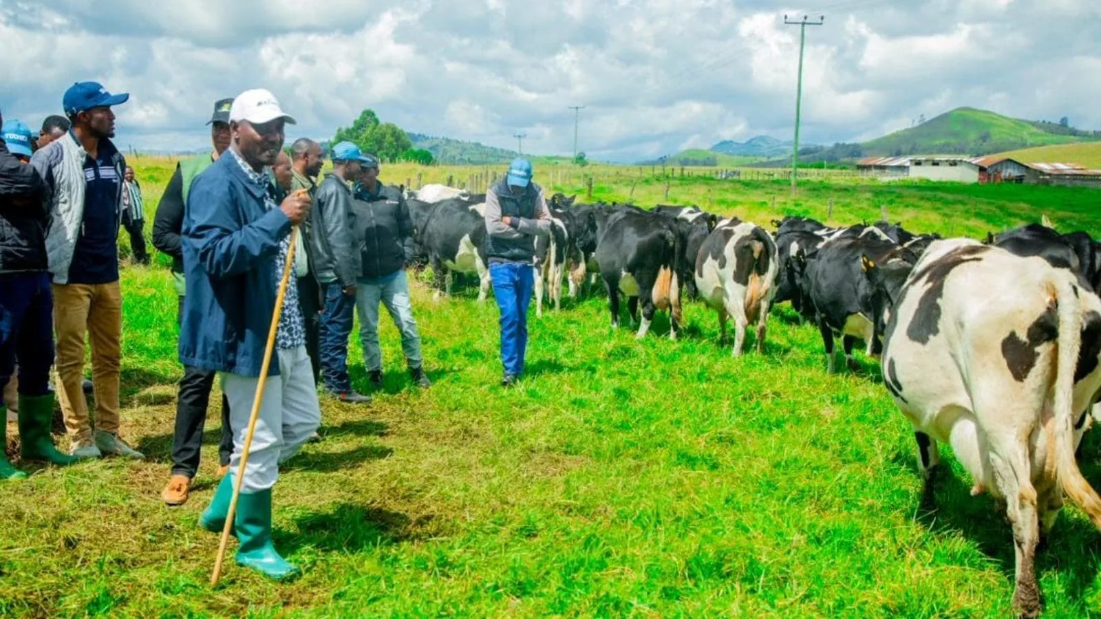 Farm team inspecting dairy cattle in a green pasture.
