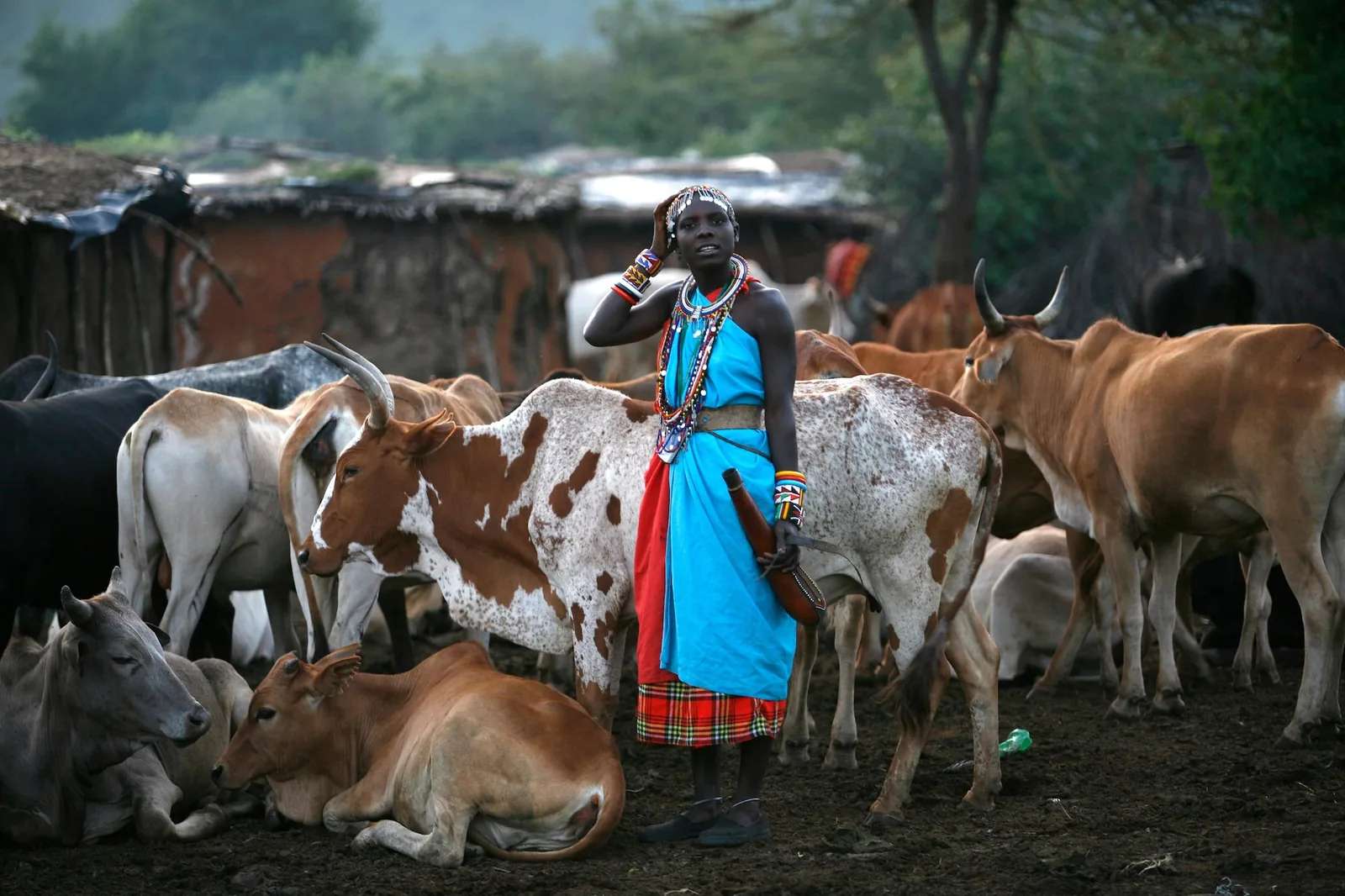 Farmer caring for cattle in a herd.