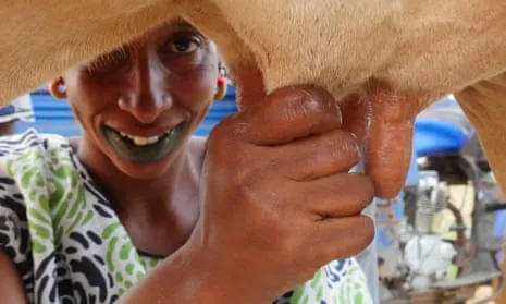 Farmer hand-milking a dairy cow.