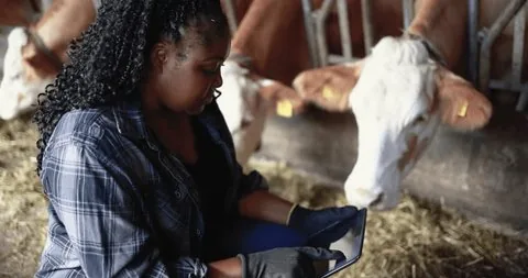 Farmer using a smartphone while tending cattle.