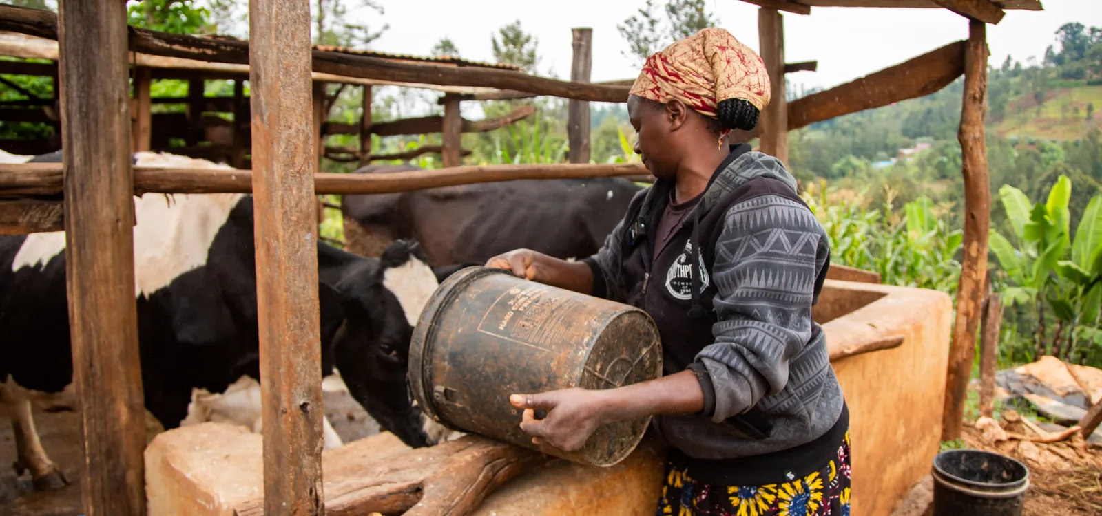 Farmer preparing feed beside cattle.